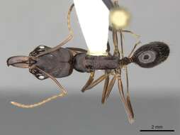Image of Odontomachus laticeps Roger 1861
