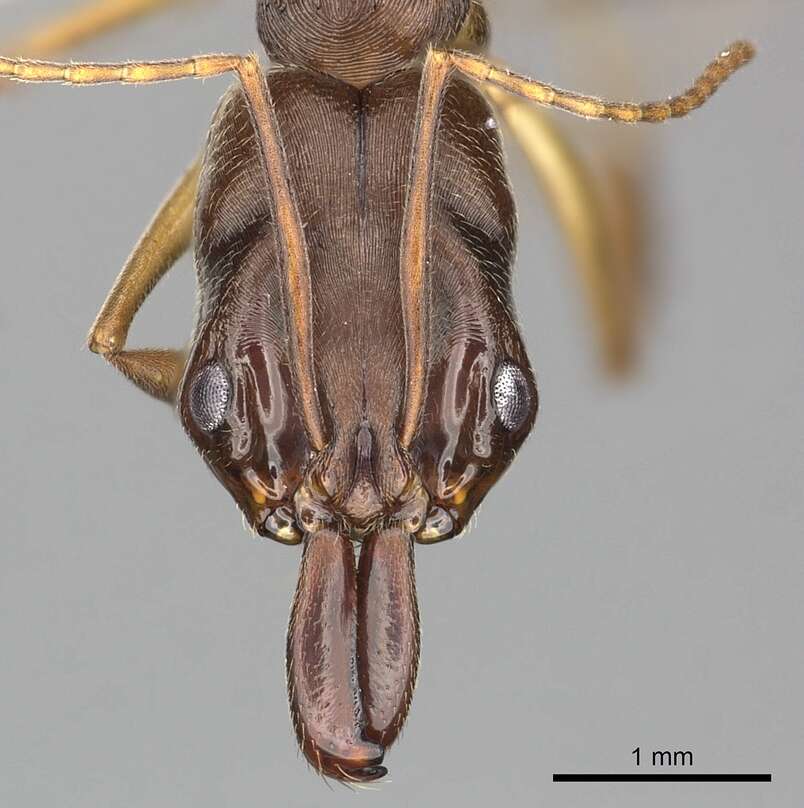 Image of Odontomachus meinerti Forel 1905