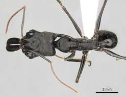 Image of Odontomachus opaciventris Forel 1899