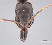 Image of Rough-node Snapping Ant