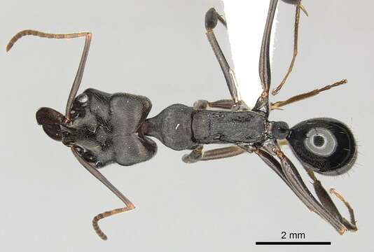 Imagem de Odontomachus yucatecus Brown 1976