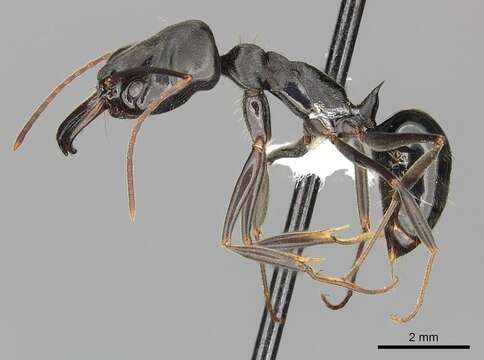 Imagem de Odontomachus yucatecus Brown 1976