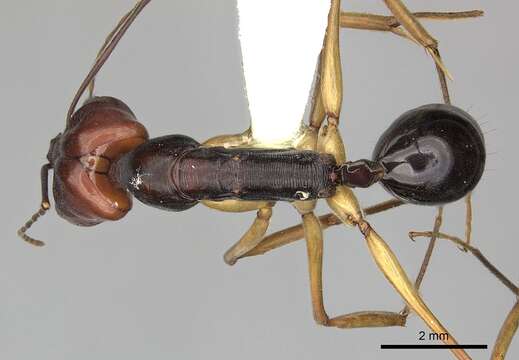 Plancia ëd Odontomachus floresensis Brown 1976