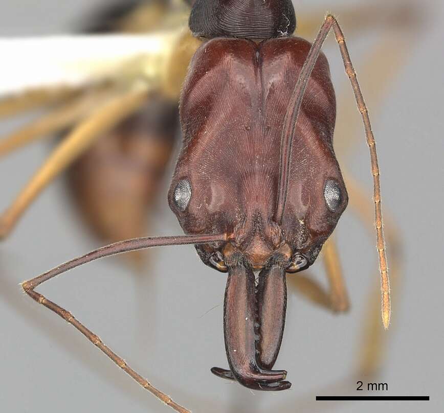 Image of Odontomachus floresensis Brown 1976