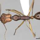 Image of Odontomachus malignus Smith 1859