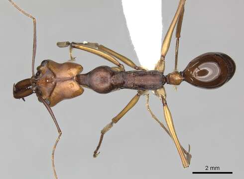 Image of Odontomachus malignus Smith 1859