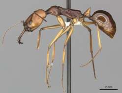 Imagem de Odontomachus malignus Smith 1859