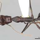 Image of Odontomachus opaculus Viehmeyer 1912