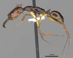 Imagem de Odontomachus rixosus Smith 1857