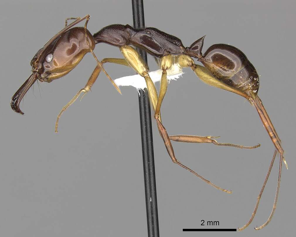 Image of Odontomachus rixosus Smith 1857