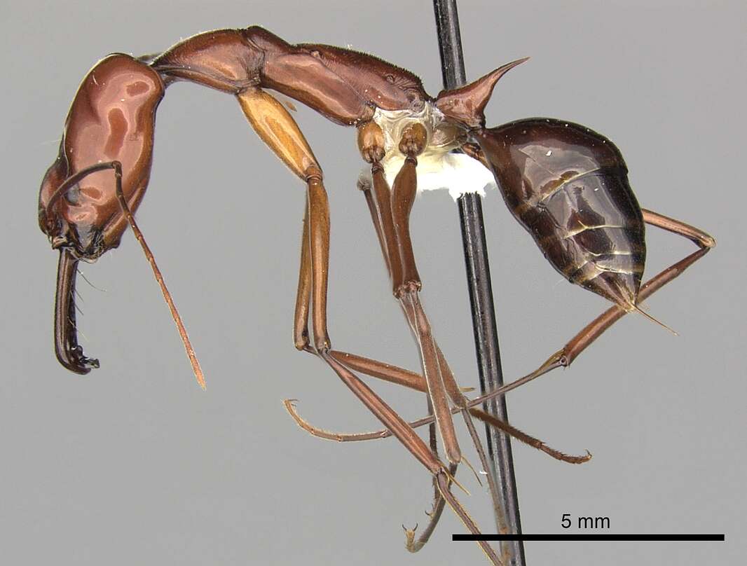 Image of Odontomachus saevissimus Smith 1858