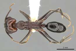 Image of Odontomachus simillimus Smith 1858