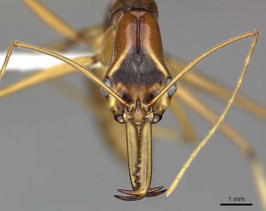 Image of Odontomachus testaceus Emery 1897