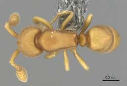 Imagem de Discothyrea testacea Roger 1863