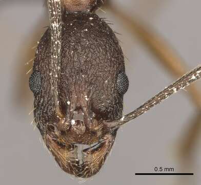 Image of Aphaenogaster texana Wheeler 1915