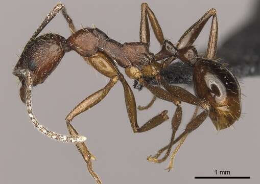 Image of Aphaenogaster texana Wheeler 1915