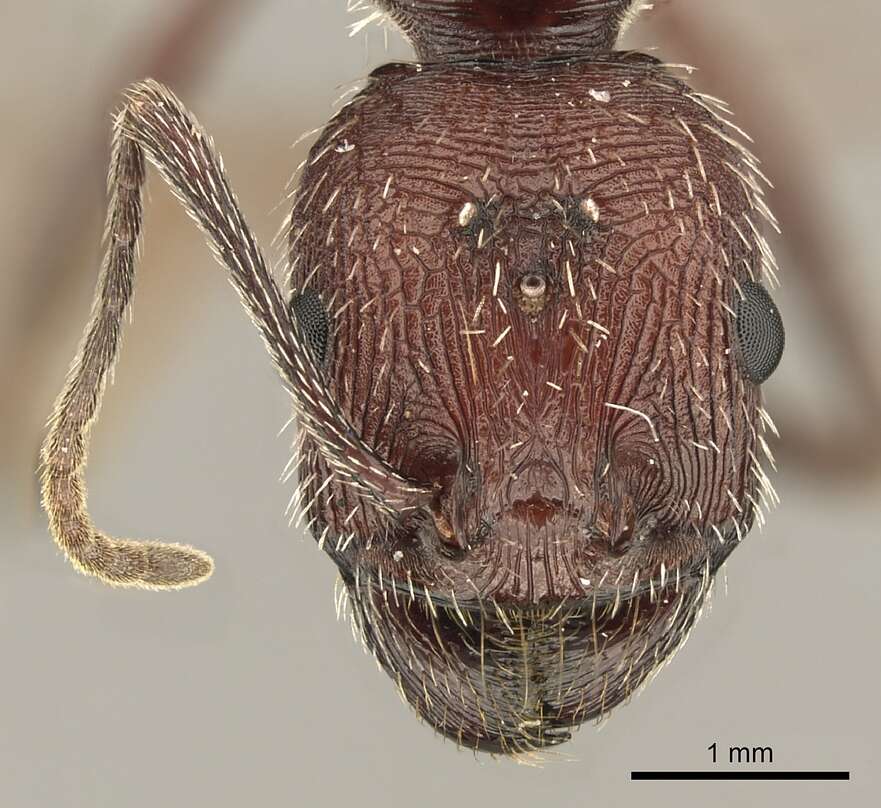 Image of <i>Novomessor albisetosus</i>