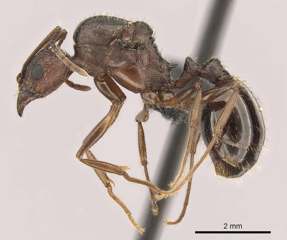 Image of Aphaenogaster texana Wheeler 1915