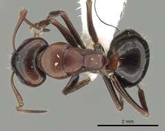 Image of Camponotus vogti Forel 1906