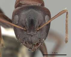 Image of Camponotus vogti Forel 1906