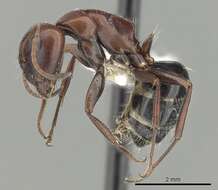 Image de Camponotus vogti Forel 1906