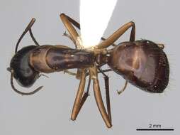 صورة Camponotus americanus Mayr 1862