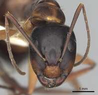 صورة Camponotus americanus Mayr 1862