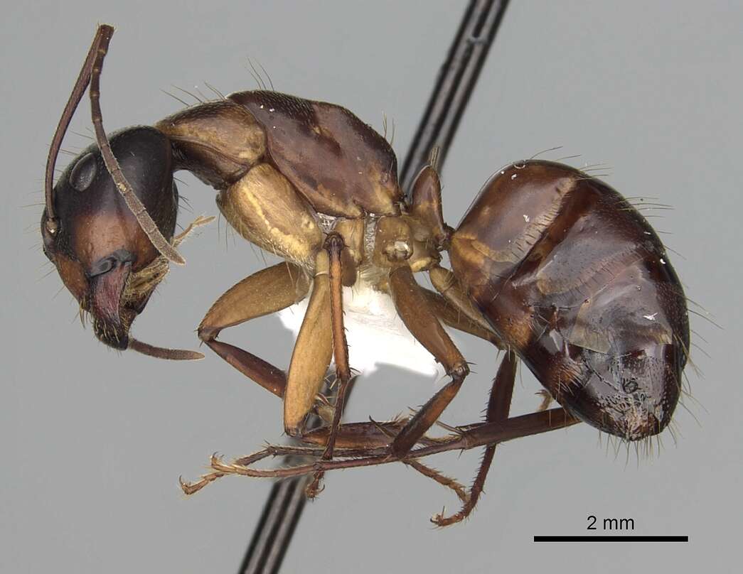 صورة Camponotus americanus Mayr 1862