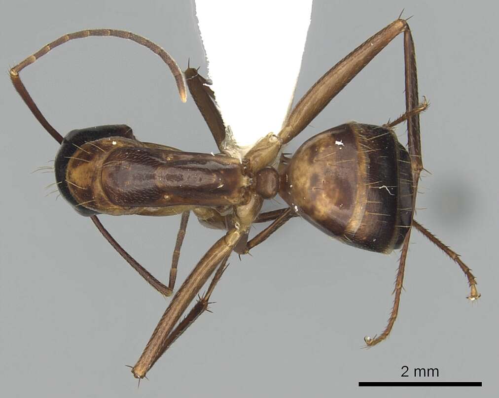 Image of Camponotus americanus Mayr 1862