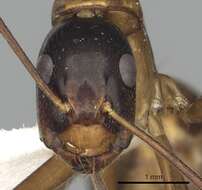 صورة Camponotus americanus Mayr 1862