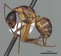 صورة Camponotus americanus Mayr 1862