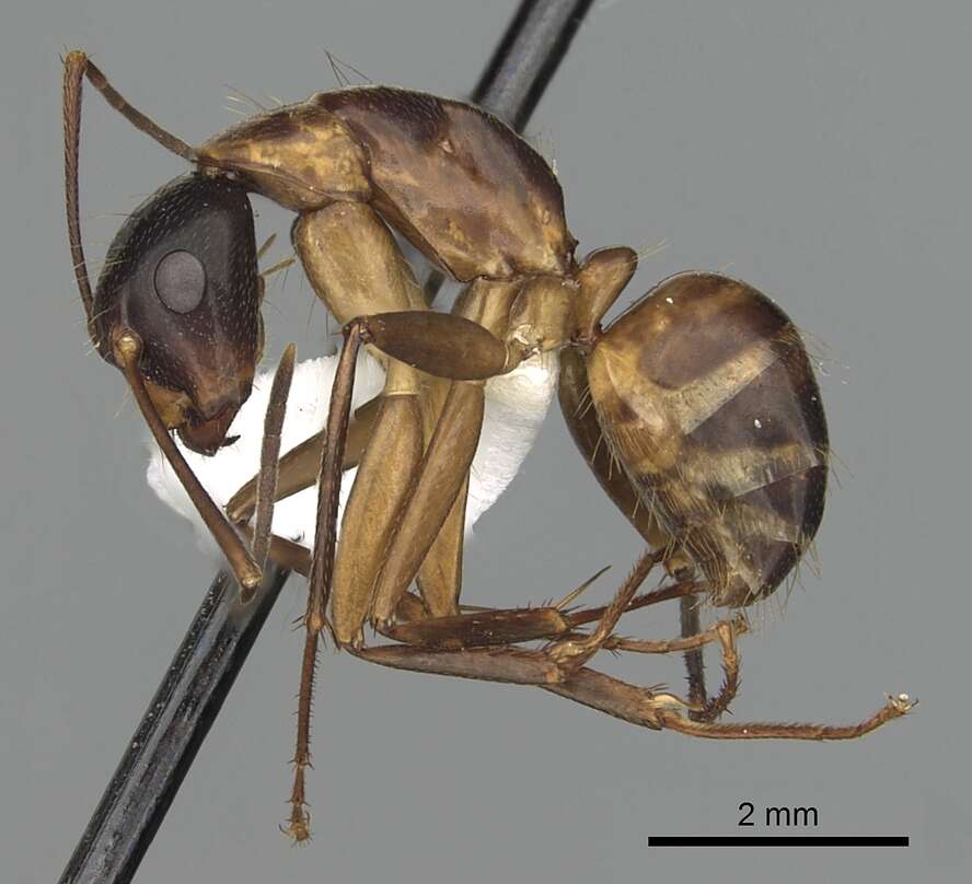 Image of Camponotus americanus Mayr 1862