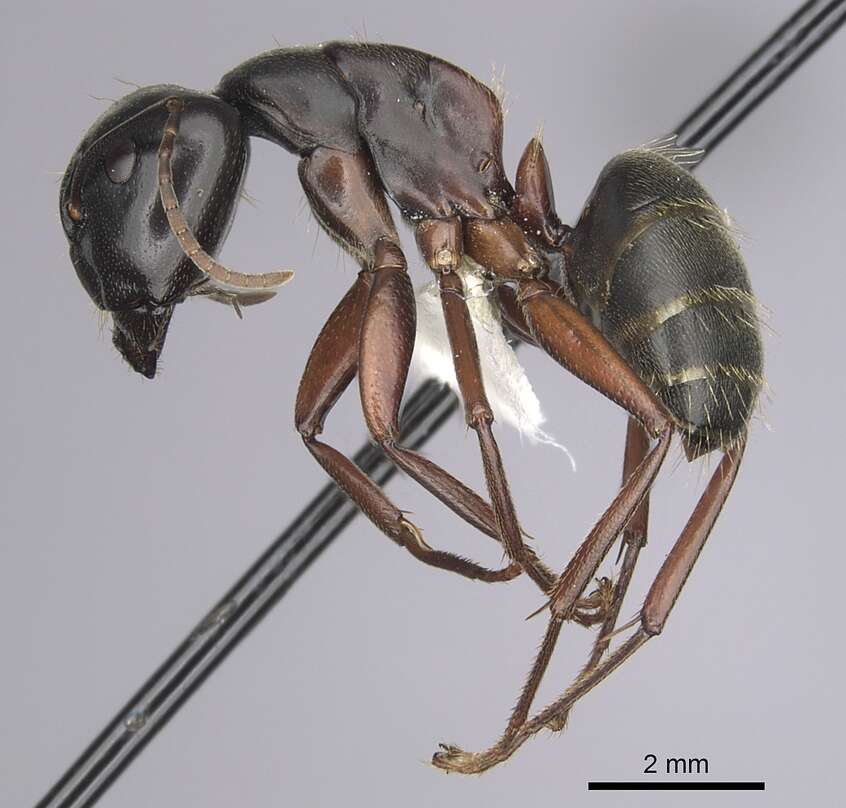 Plancia ëd Camponotus