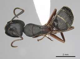 Plancia ëd Camponotus