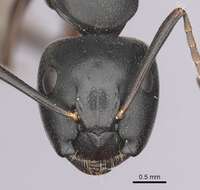 Plancia ëd Camponotus