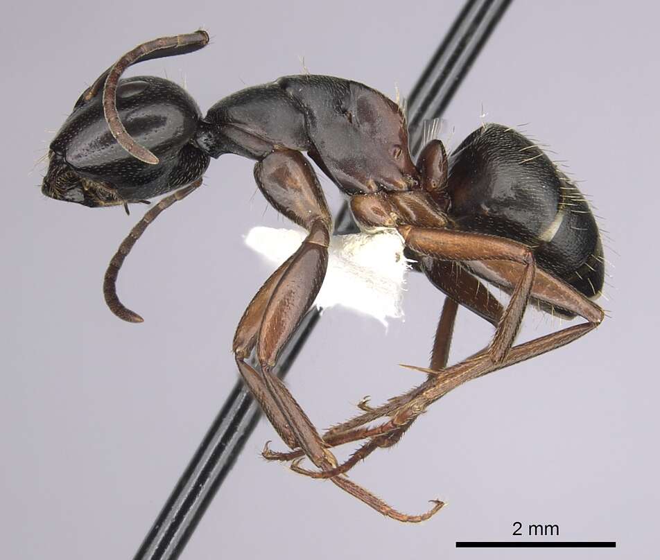 Plancia ëd Camponotus