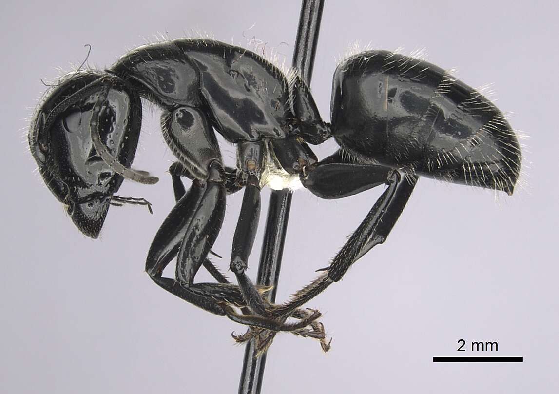 Image of Camponotus laevigatus (Smith 1858)