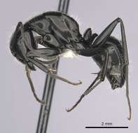 Image of Camponotus laevigatus (Smith 1858)