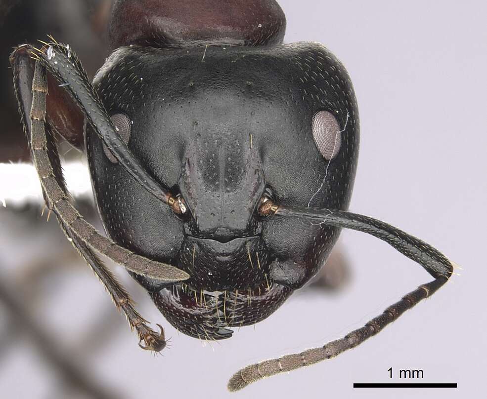 Plancia ëd Camponotus novaeboracensis (Fitch 1855)