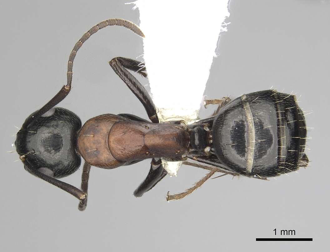 Plancia ëd Camponotus novaeboracensis (Fitch 1855)