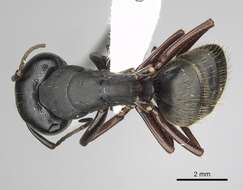 Image of (Western) black carpenter ant