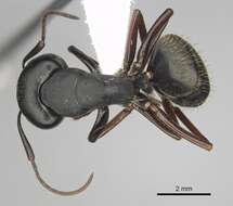 Image of (Western) black carpenter ant