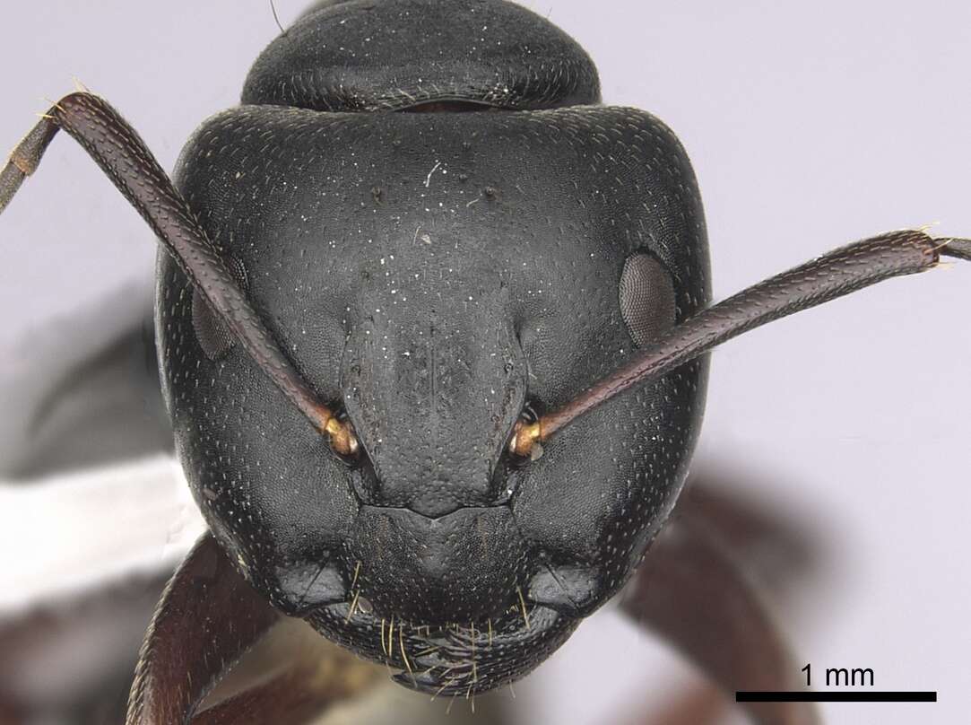 Image de Camponotus modoc Wheeler 1910