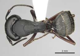 Image of (Western) black carpenter ant