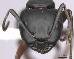 Image of (Western) black carpenter ant