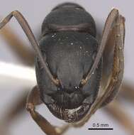 Image of (Western) black carpenter ant