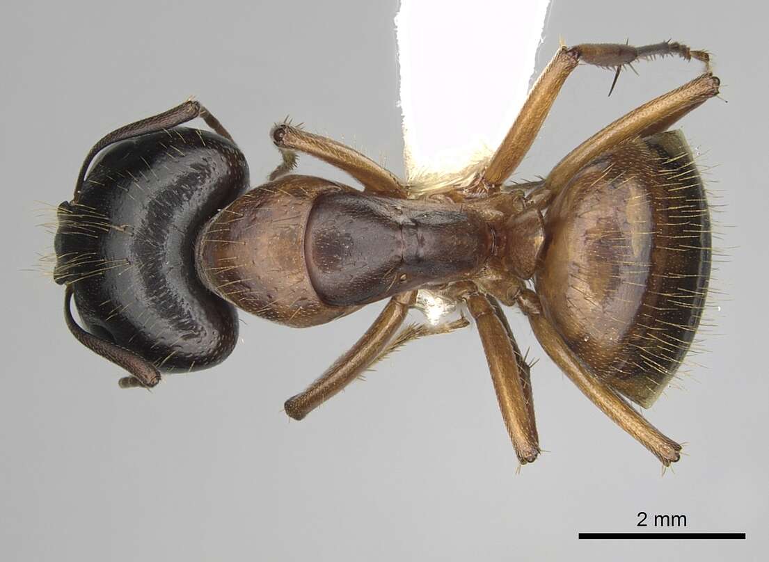 Image of Camponotus sansabeanus (Buckley 1866)