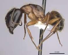 Image of Camponotus sansabeanus (Buckley 1866)