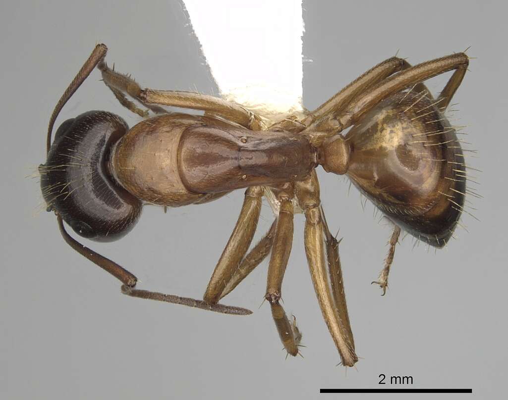 Image of Camponotus sansabeanus (Buckley 1866)