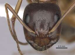 Image of Camponotus sansabeanus (Buckley 1866)